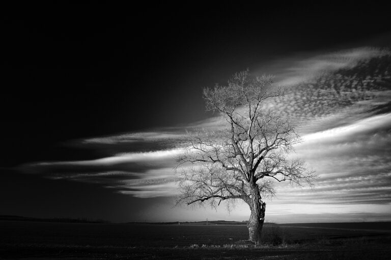 Gérard Barbier - Arbre-mort